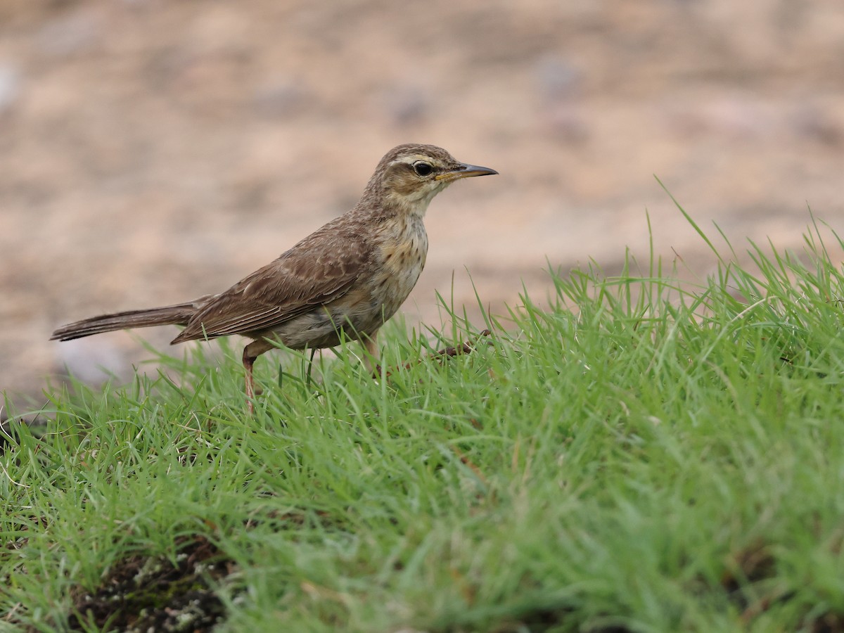 Long-billed Pipit - ML622234065