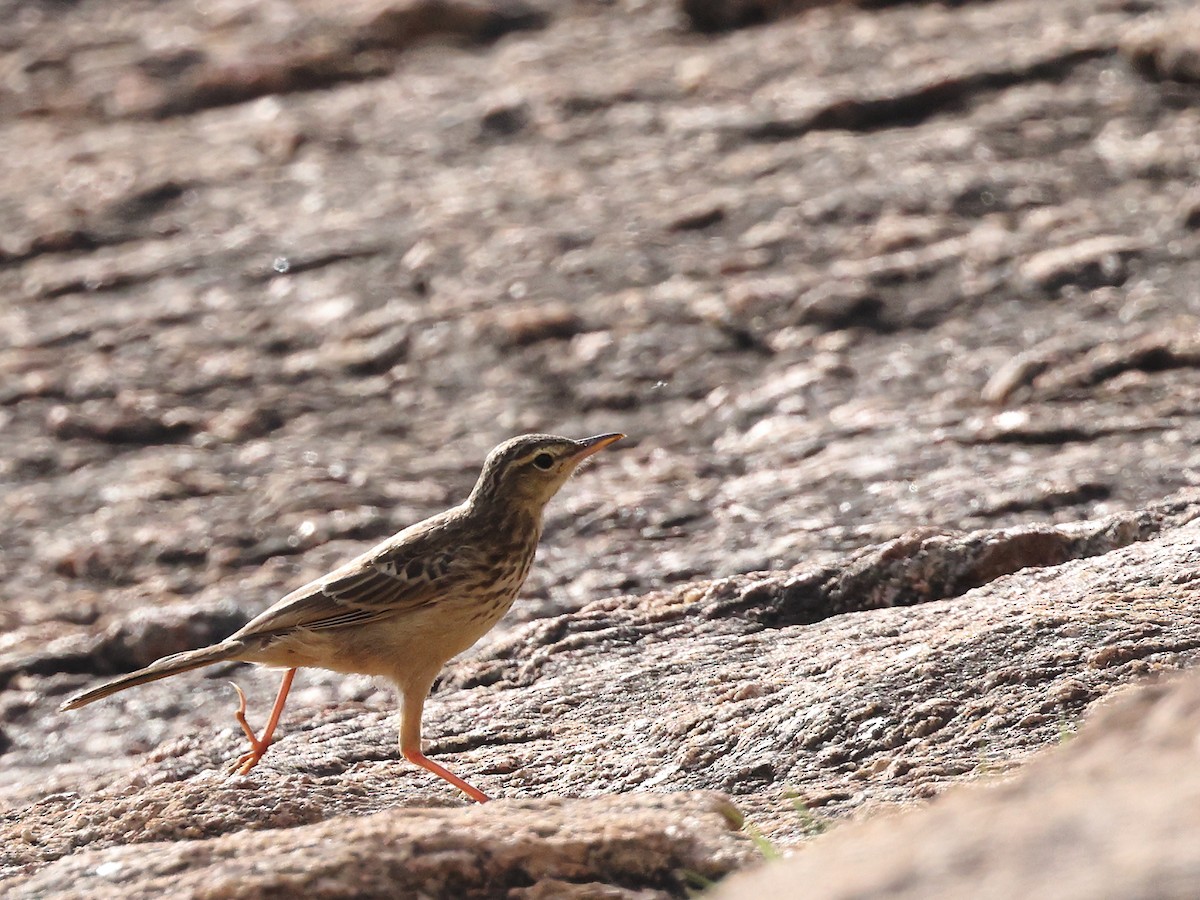 Long-billed Pipit - ML622234066