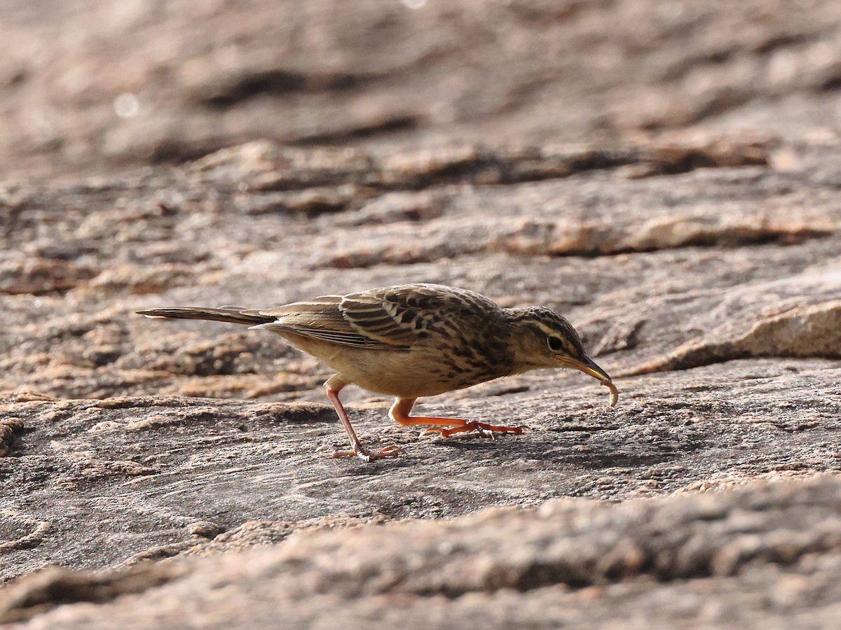 Long-billed Pipit - Gowri Shankar S