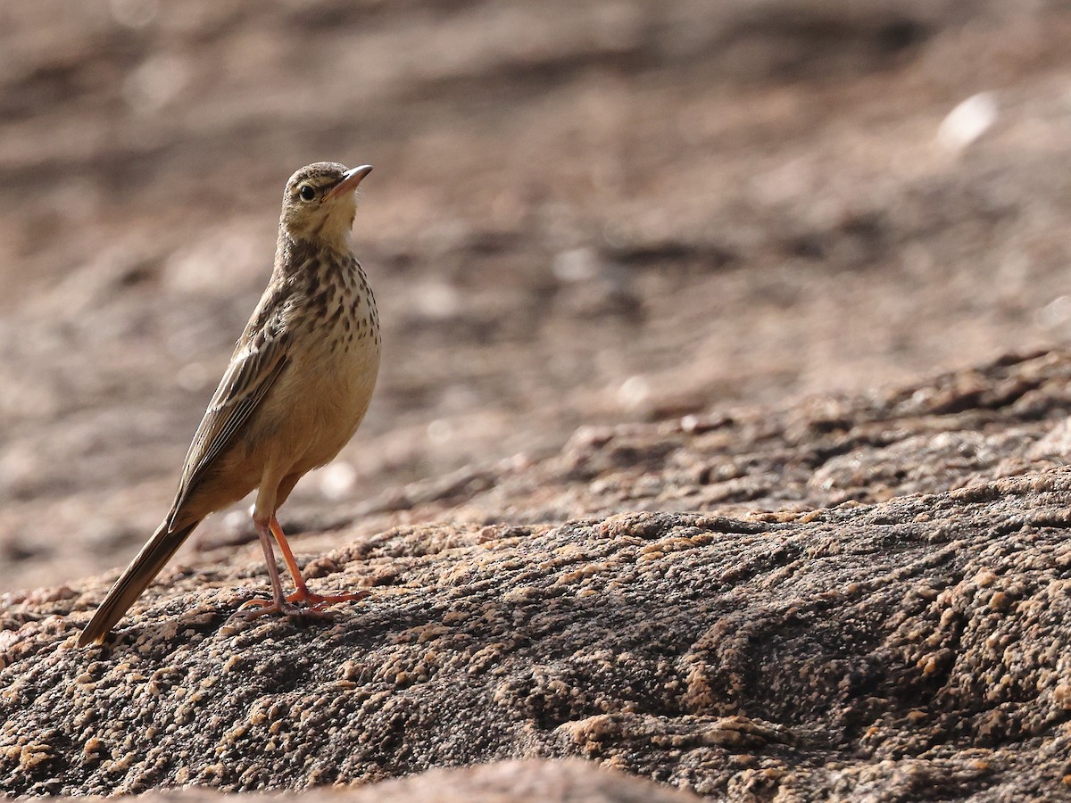 Long-billed Pipit - ML622234068