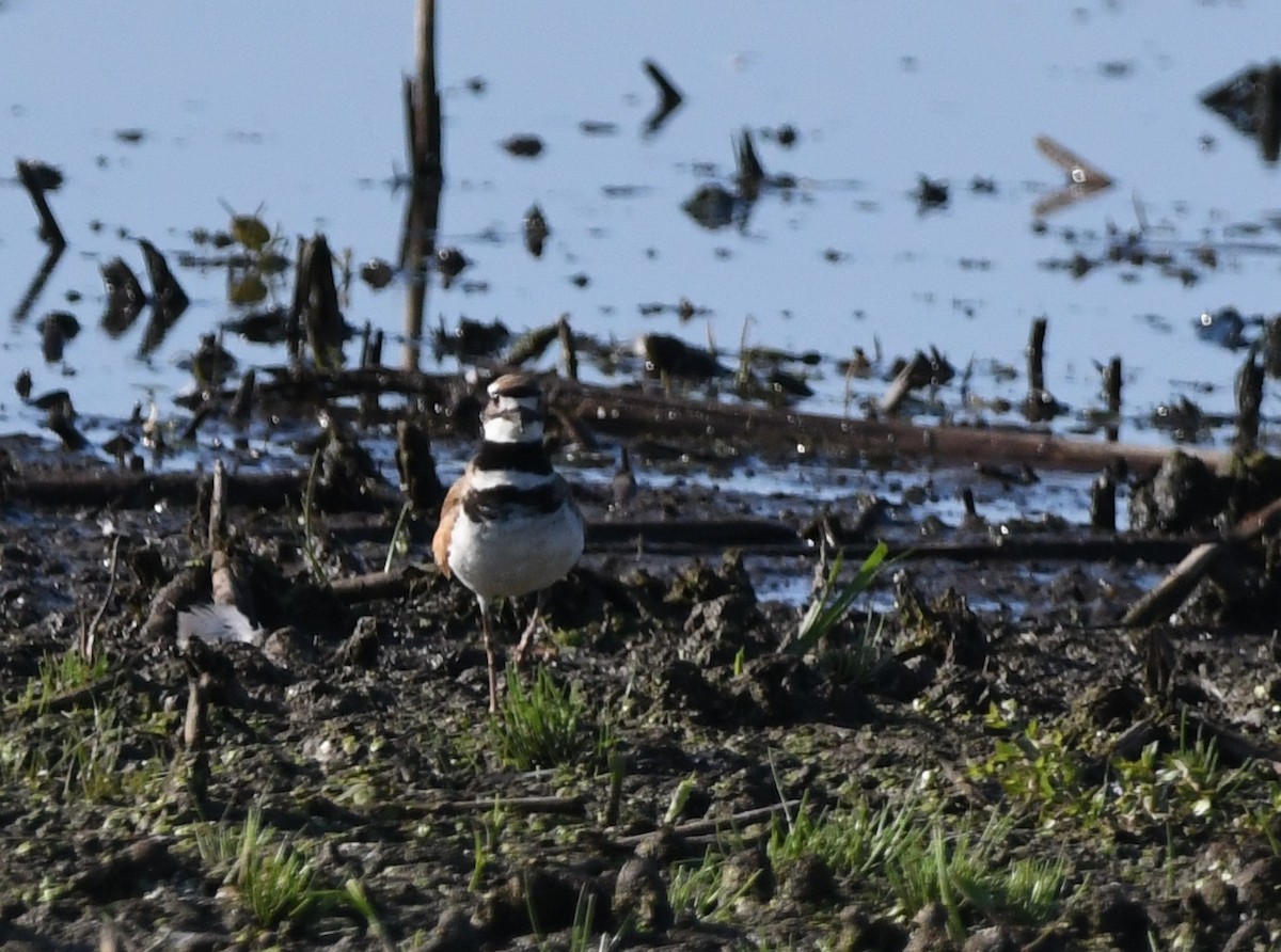 Killdeer - ML622234069