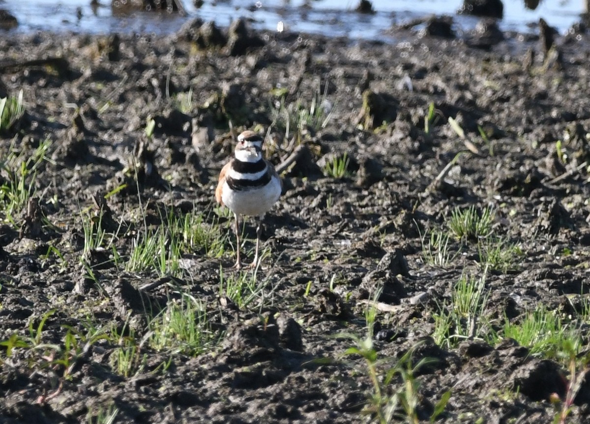 Killdeer - ML622234070