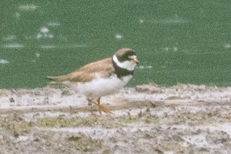 Semipalmated Plover - ML622234071