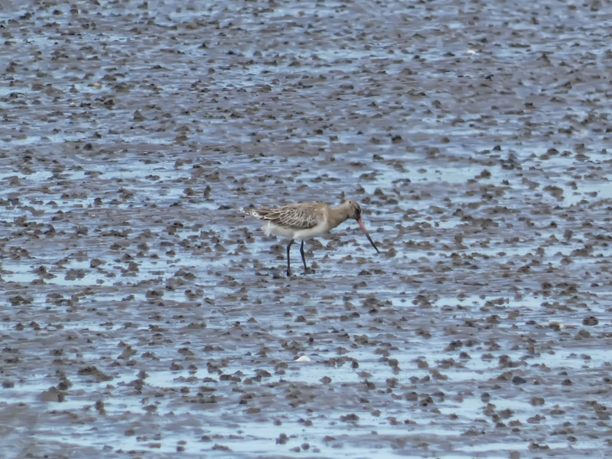 Bar-tailed Godwit - ML622234073