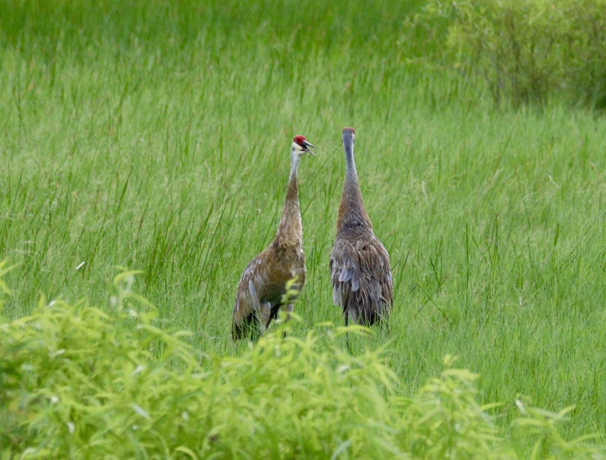 Sandhill Crane - Randy Bumbury