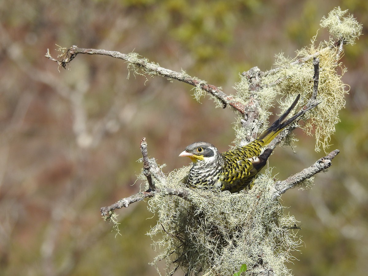 Swallow-tailed Cotinga (Palkachupa) - ML622234077