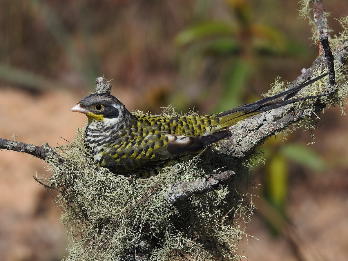 Swallow-tailed Cotinga (Palkachupa) - ML622234086