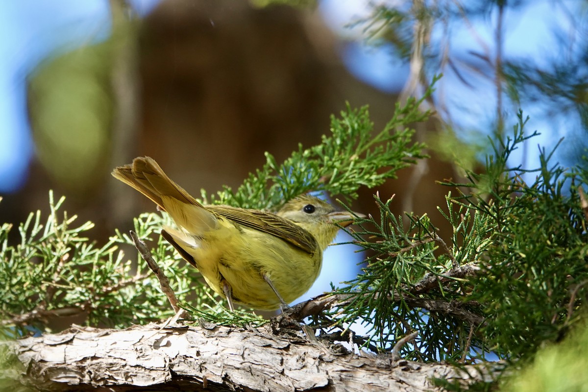 Summer Tanager - ML622234192