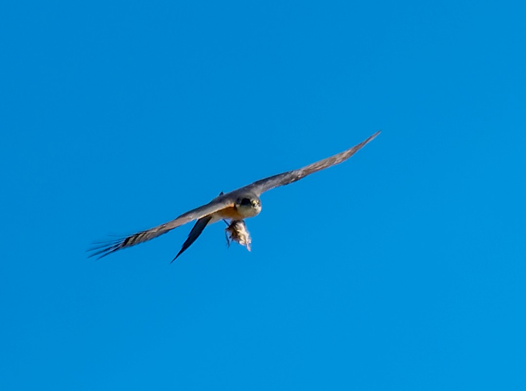 Eurasian Sparrowhawk - ML622234193