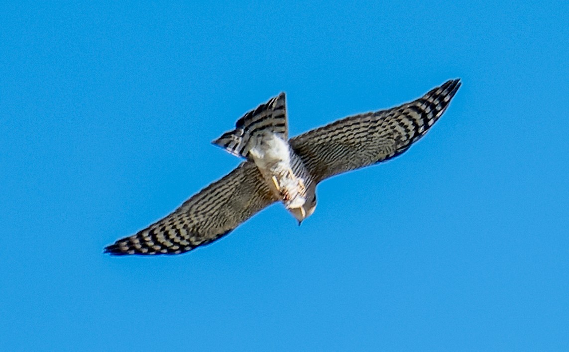 Eurasian Sparrowhawk - ML622234197