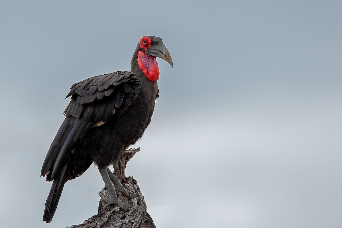 Southern Ground-Hornbill - ML622234236