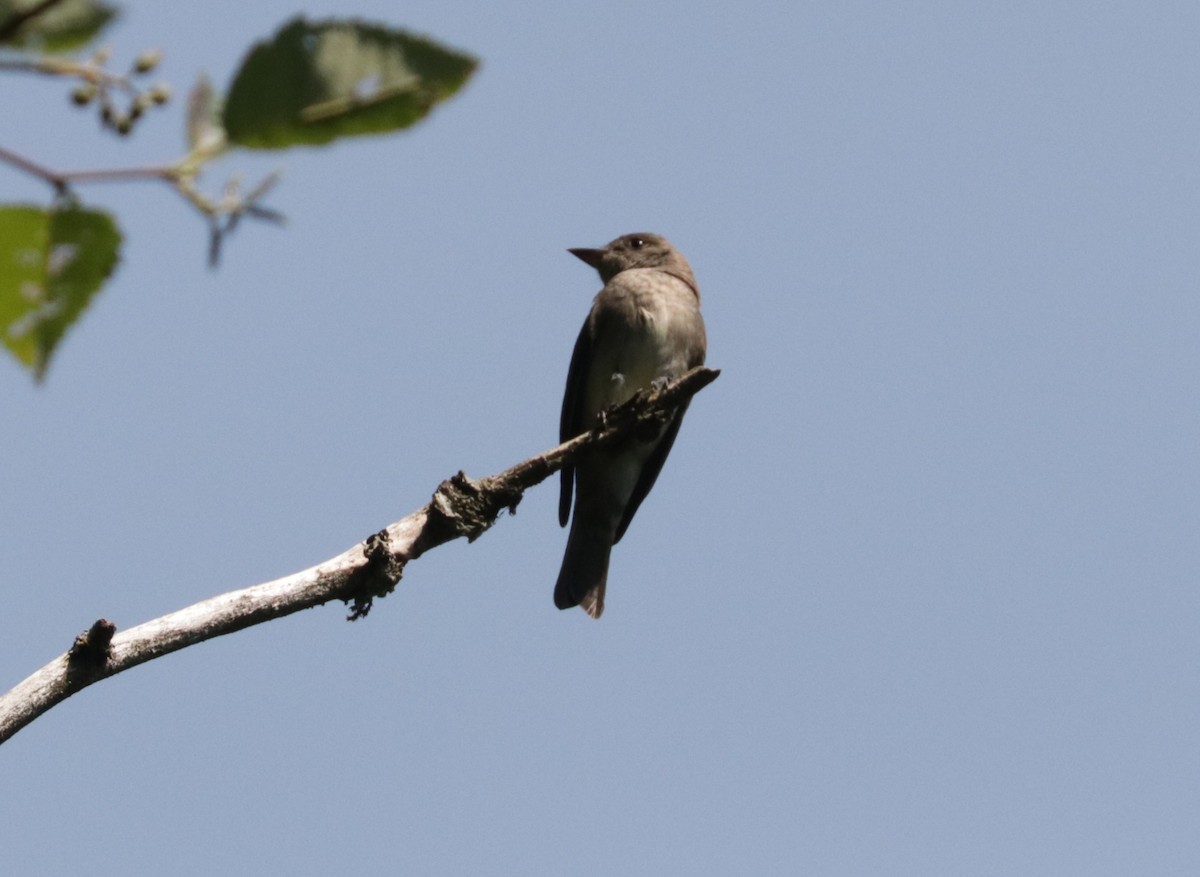 Western Wood-Pewee - ML622234250