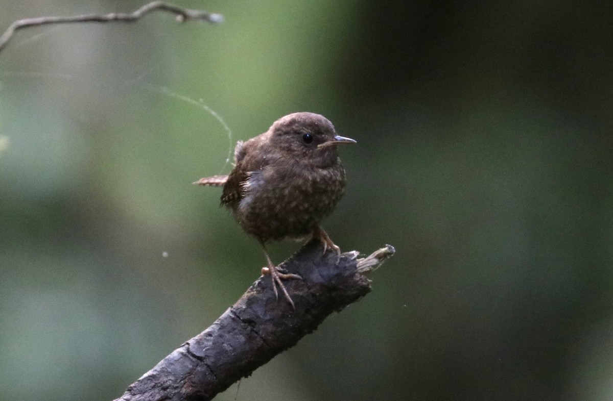 Pacific Wren - Émile Brisson-Curadeau