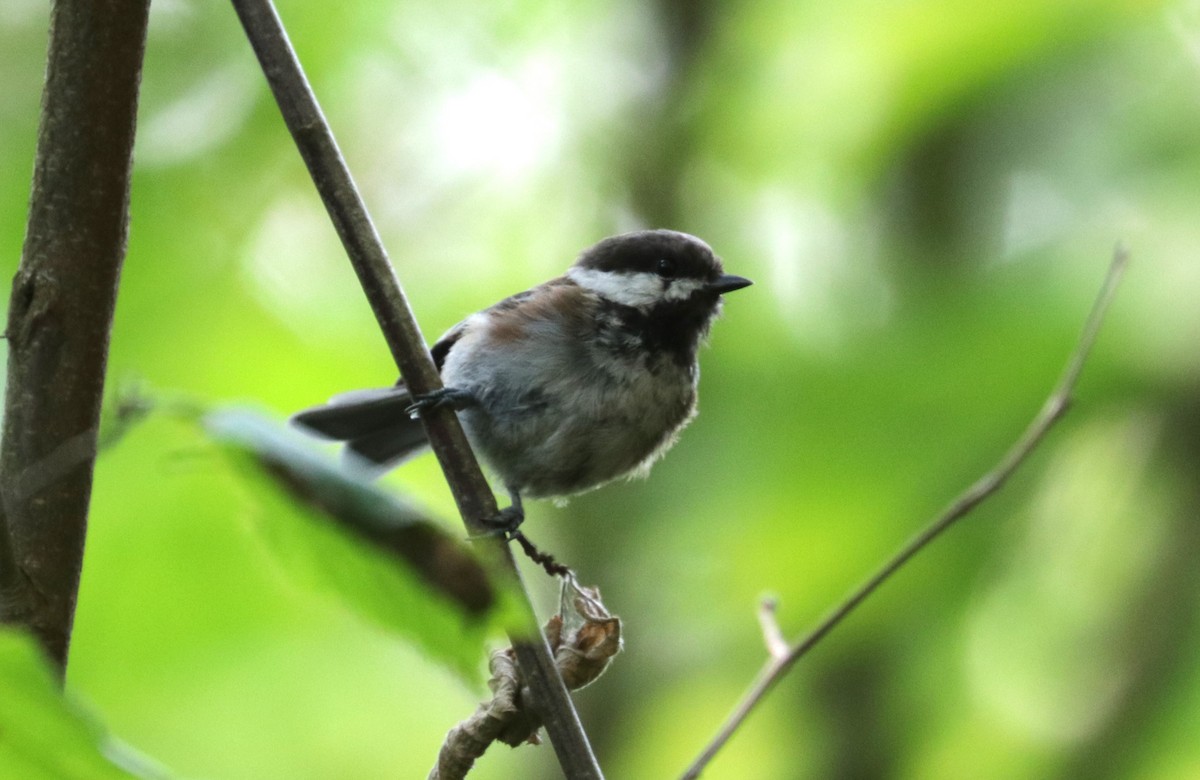 Chestnut-backed Chickadee - Émile Brisson-Curadeau