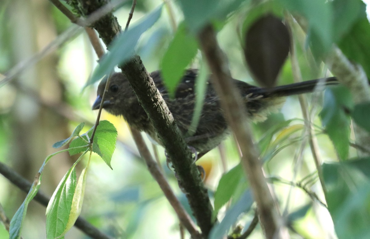 Spotted Towhee - ML622234259