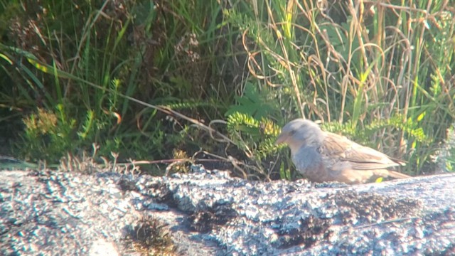 Cretzschmar's Bunting - ML622234267