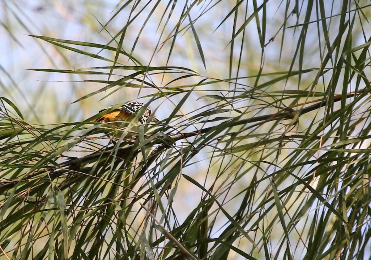 Striated Antbird - ML622234299