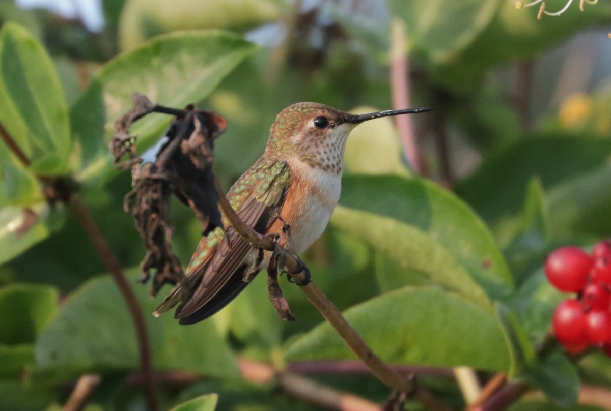 Rufous Hummingbird - ML622234307