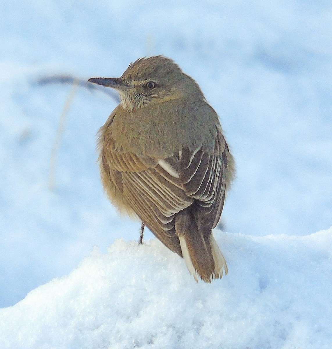 Black-billed Shrike-Tyrant - Nicolás Zañartu Bonnefont