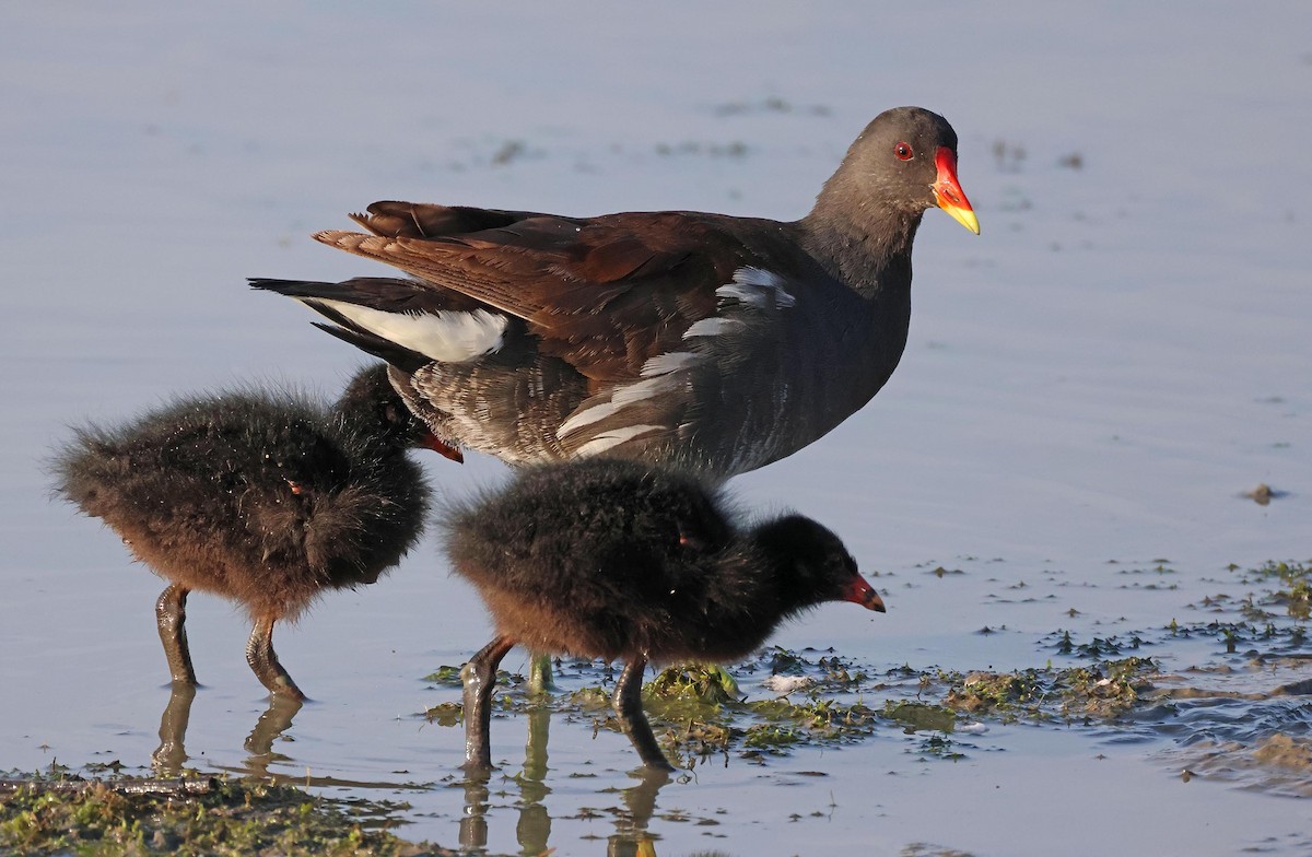 Eurasian Moorhen - ML622234343