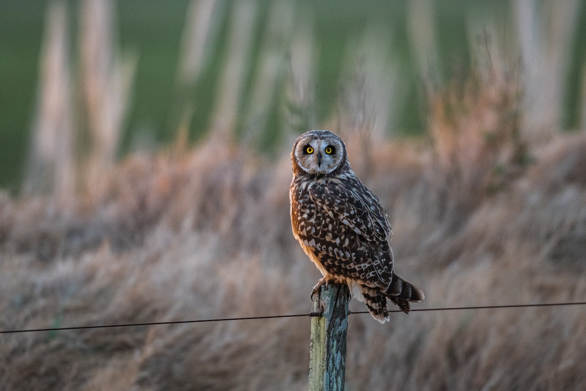 Short-eared Owl - ML622234372