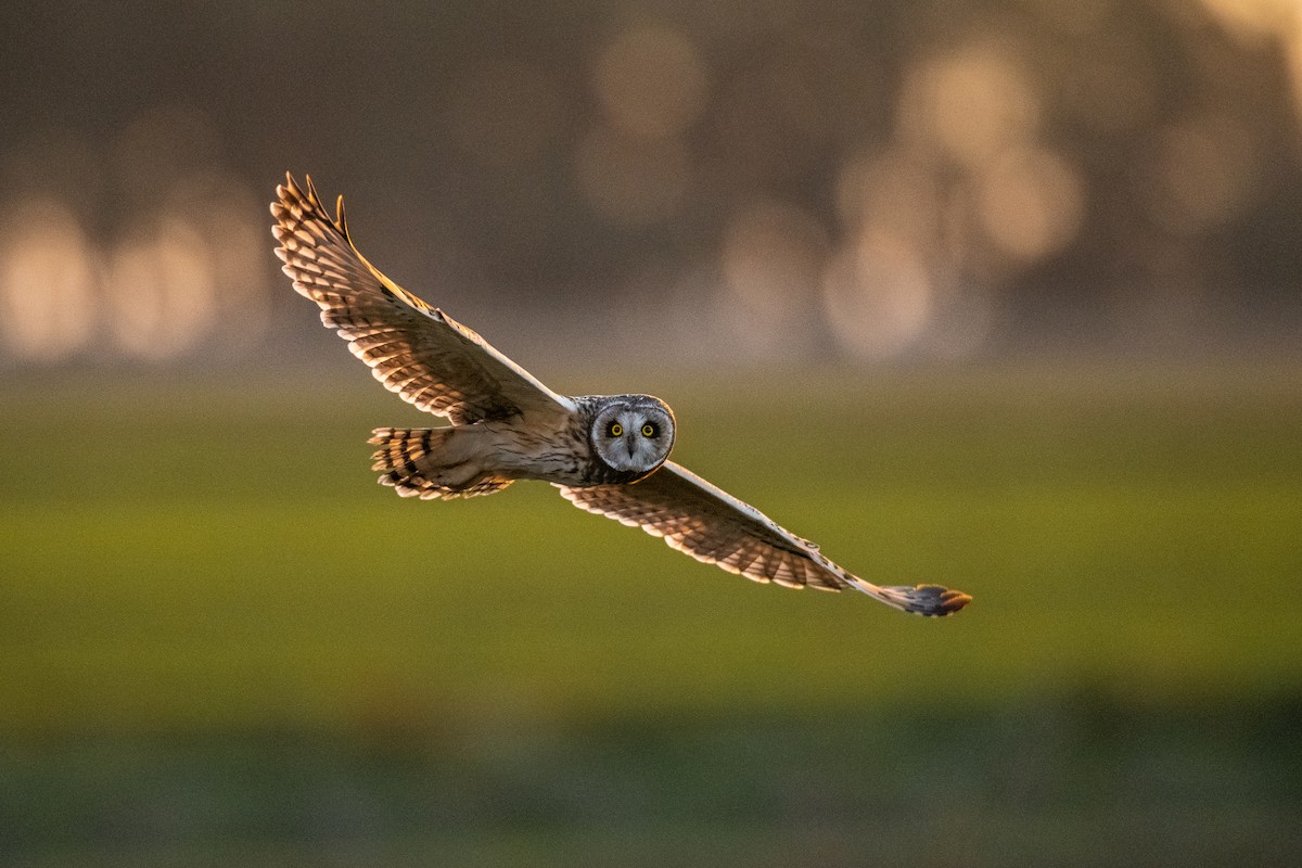 Short-eared Owl - ML622234376