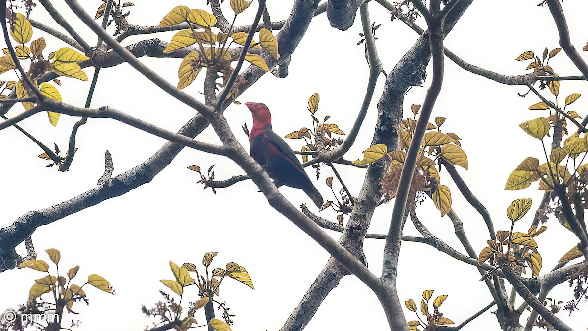 Black-capped Lory - ML622234423