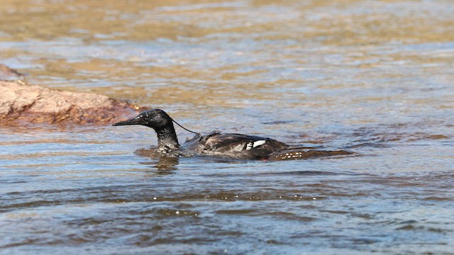 Brazilian Merganser - ML622234542