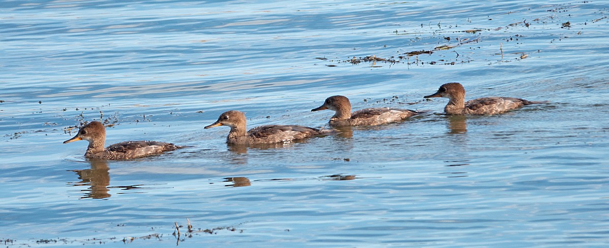 Hooded Merganser - ML622234572