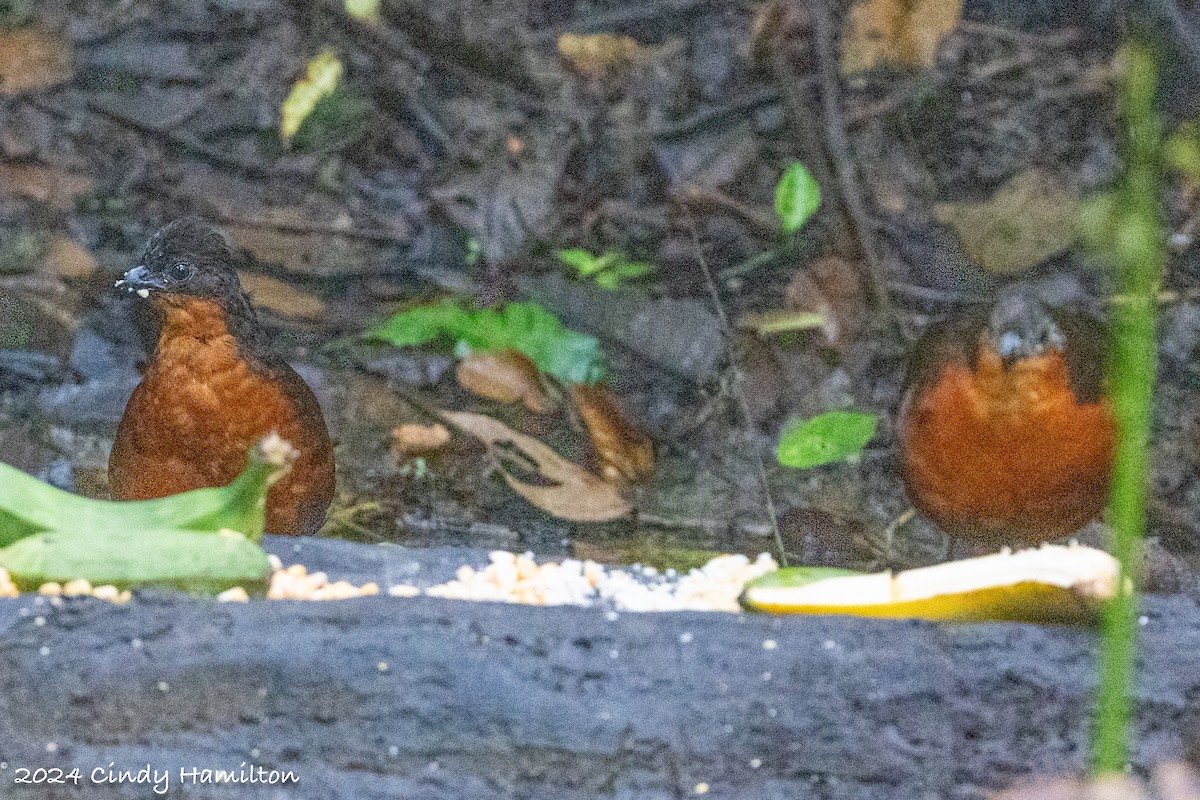 Dark-backed Wood-Quail - ML622234602