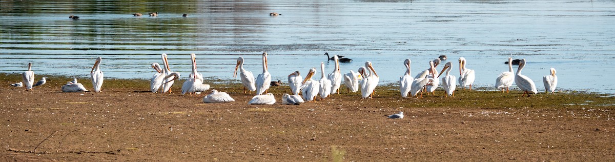 American White Pelican - ML622234617