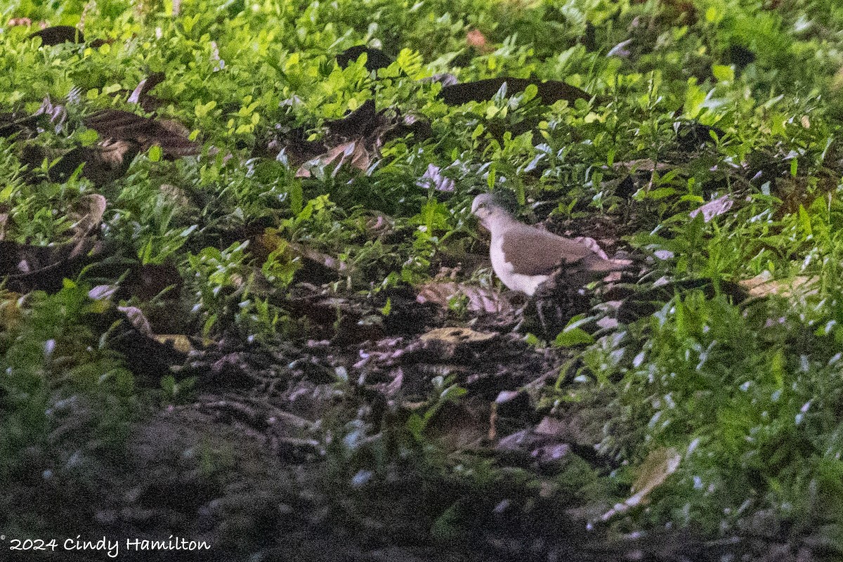 Pallid Dove - ML622234630