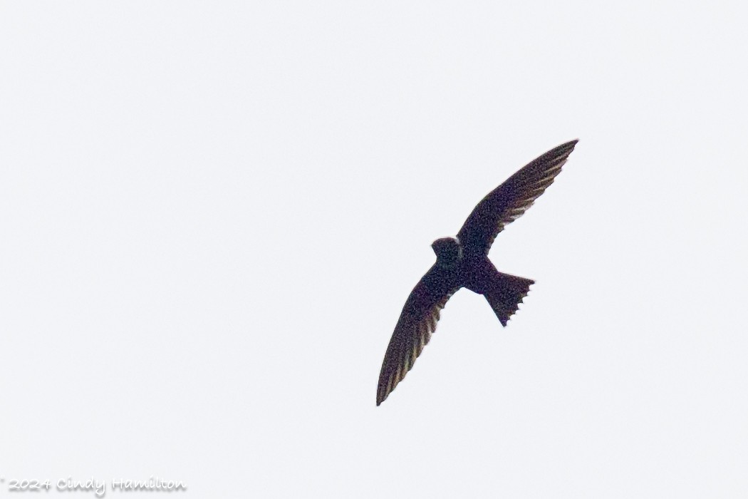 White-collared Swift - ML622234636