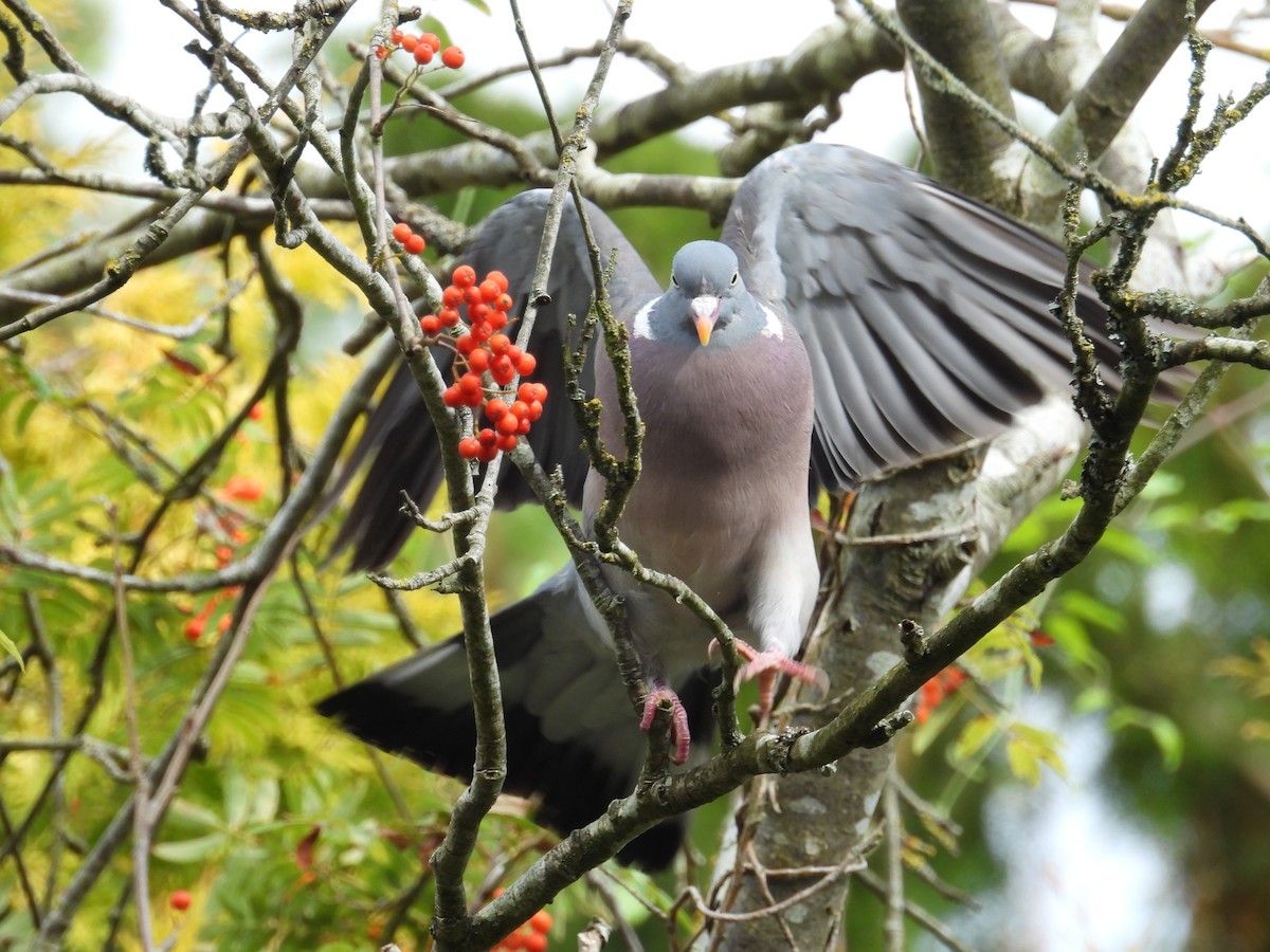 Common Wood-Pigeon - ML622234641