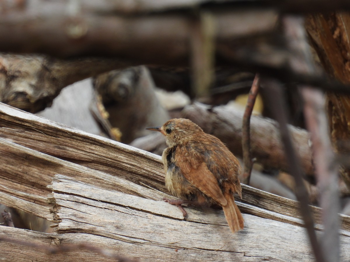 Eurasian Wren - Tim Vacara