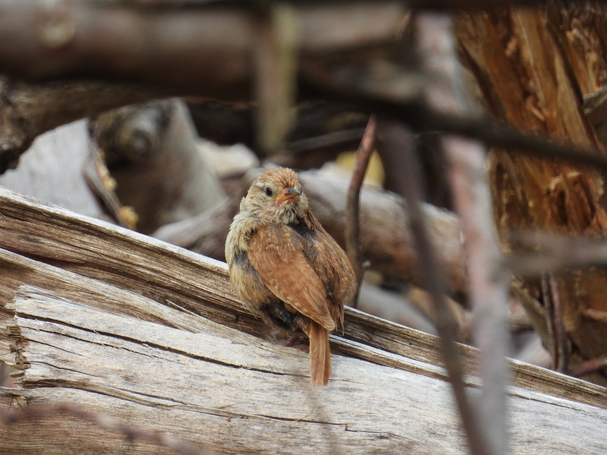 Eurasian Wren - ML622234661