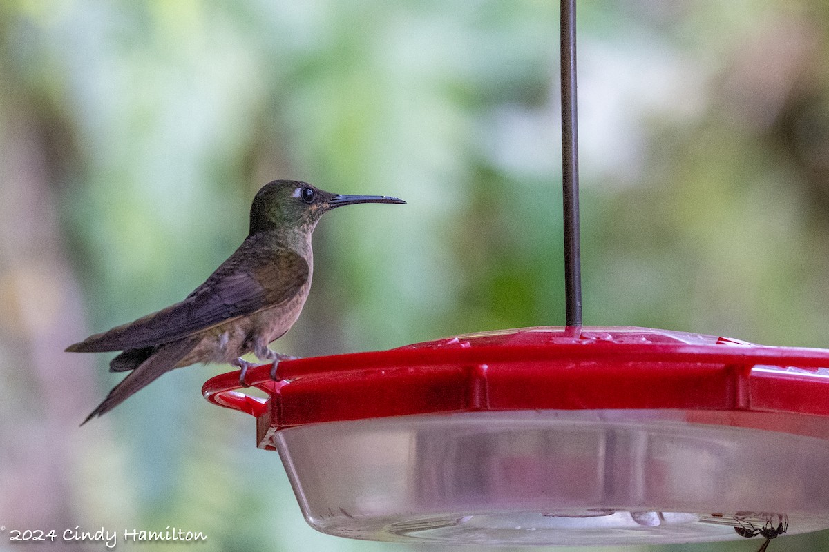 Fawn-breasted Brilliant - Cindy Hamilton