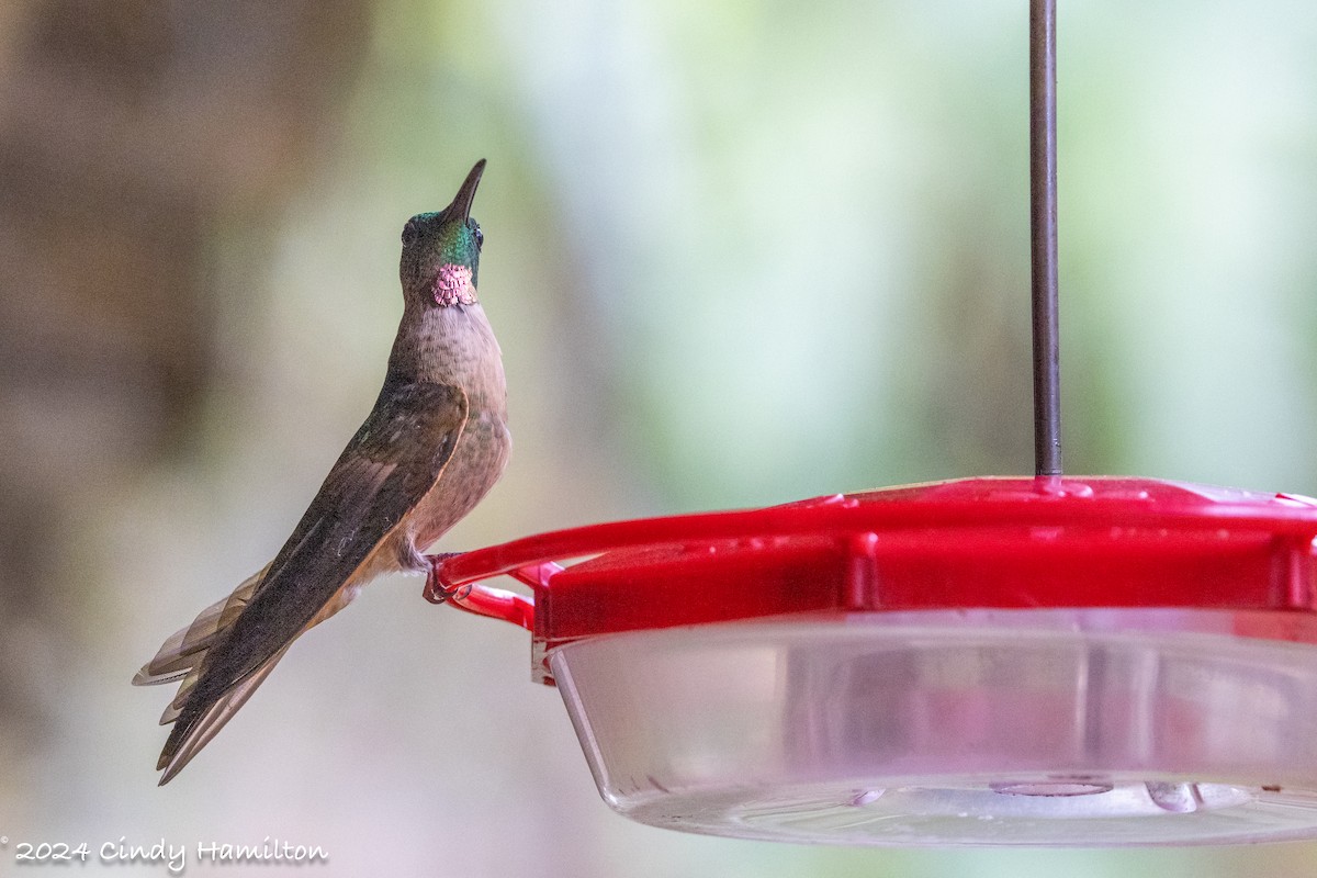 Fawn-breasted Brilliant - ML622234677