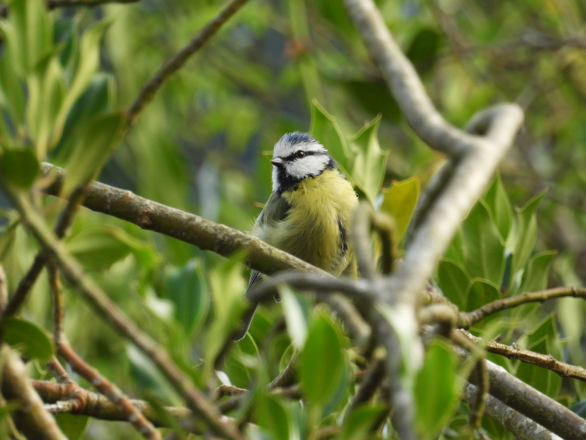 Eurasian Blue Tit - ML622234678