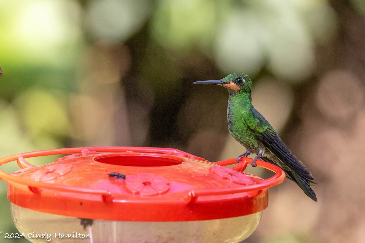 Green-crowned Brilliant - ML622234690