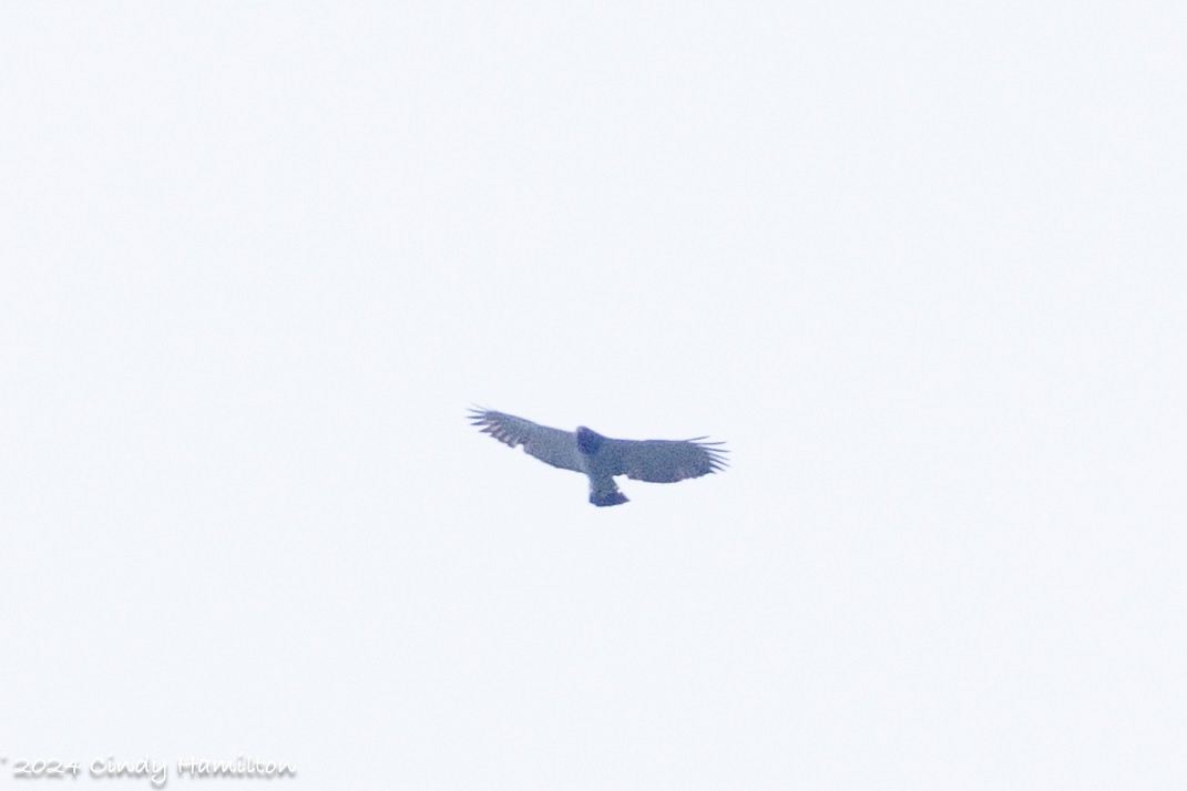 Barred Hawk - ML622234707