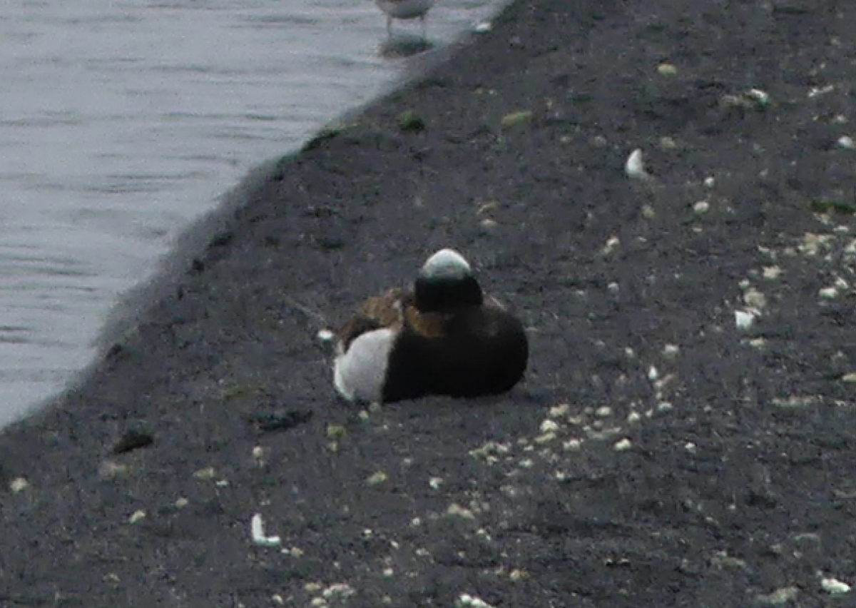 Long-tailed Duck - ML62223471