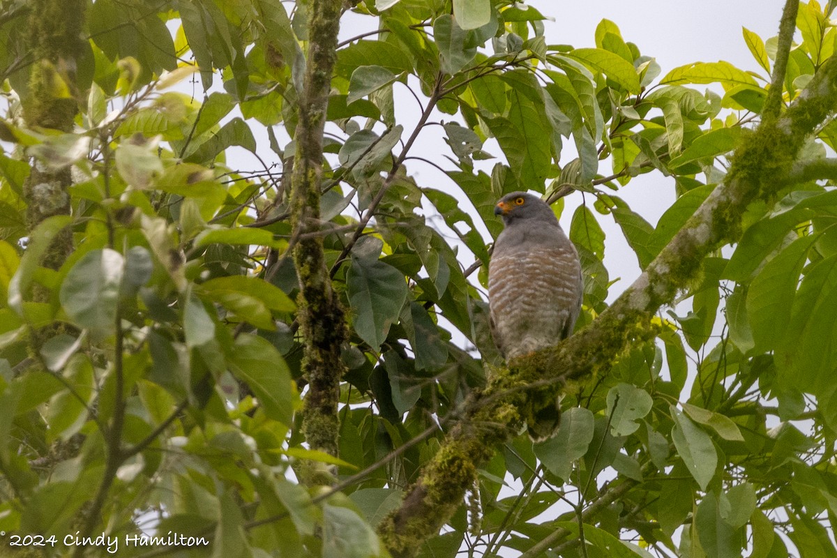 Roadside Hawk - ML622234712