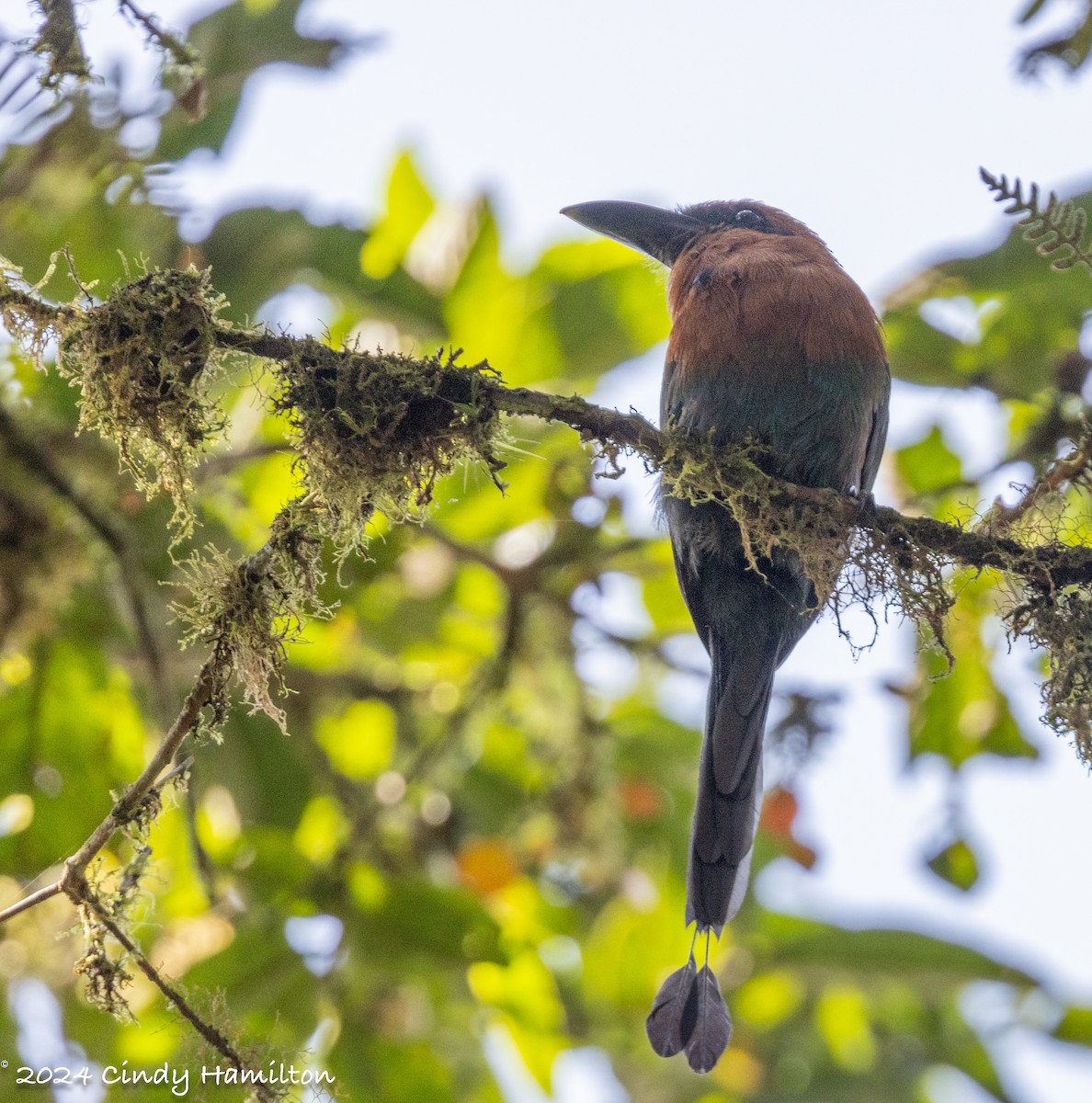 Broad-billed Motmot - ML622234773