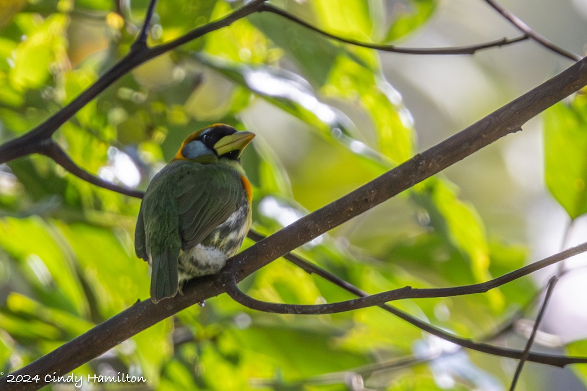 Red-headed Barbet - ML622234777