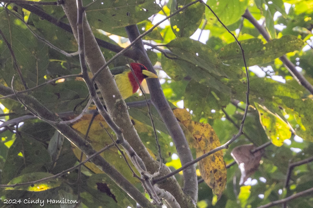 Red-headed Barbet - ML622234778