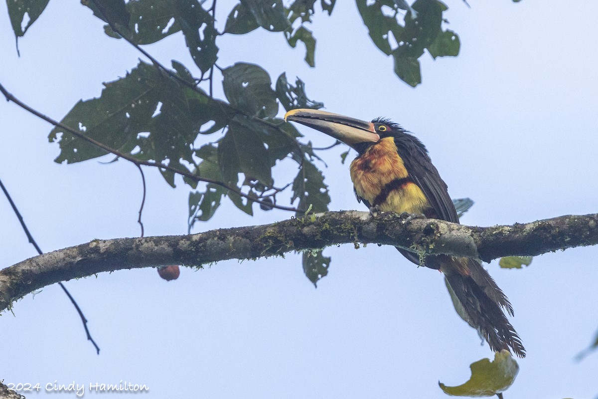 Collared Aracari - ML622234780