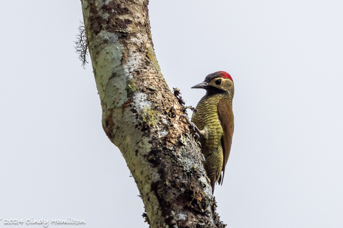 Golden-olive Woodpecker - ML622234790