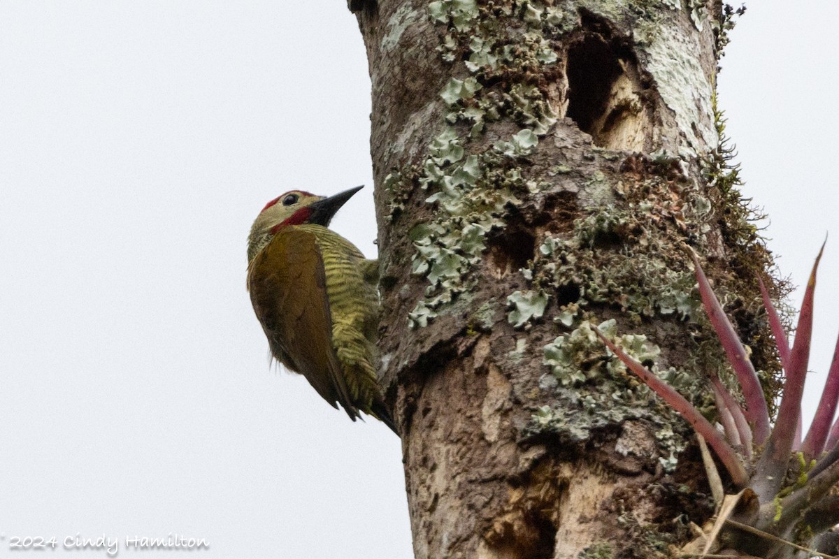 Golden-olive Woodpecker - ML622234791