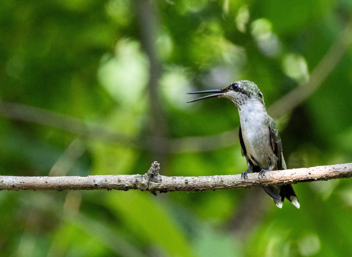 Colibrí Gorjirrubí - ML622234819